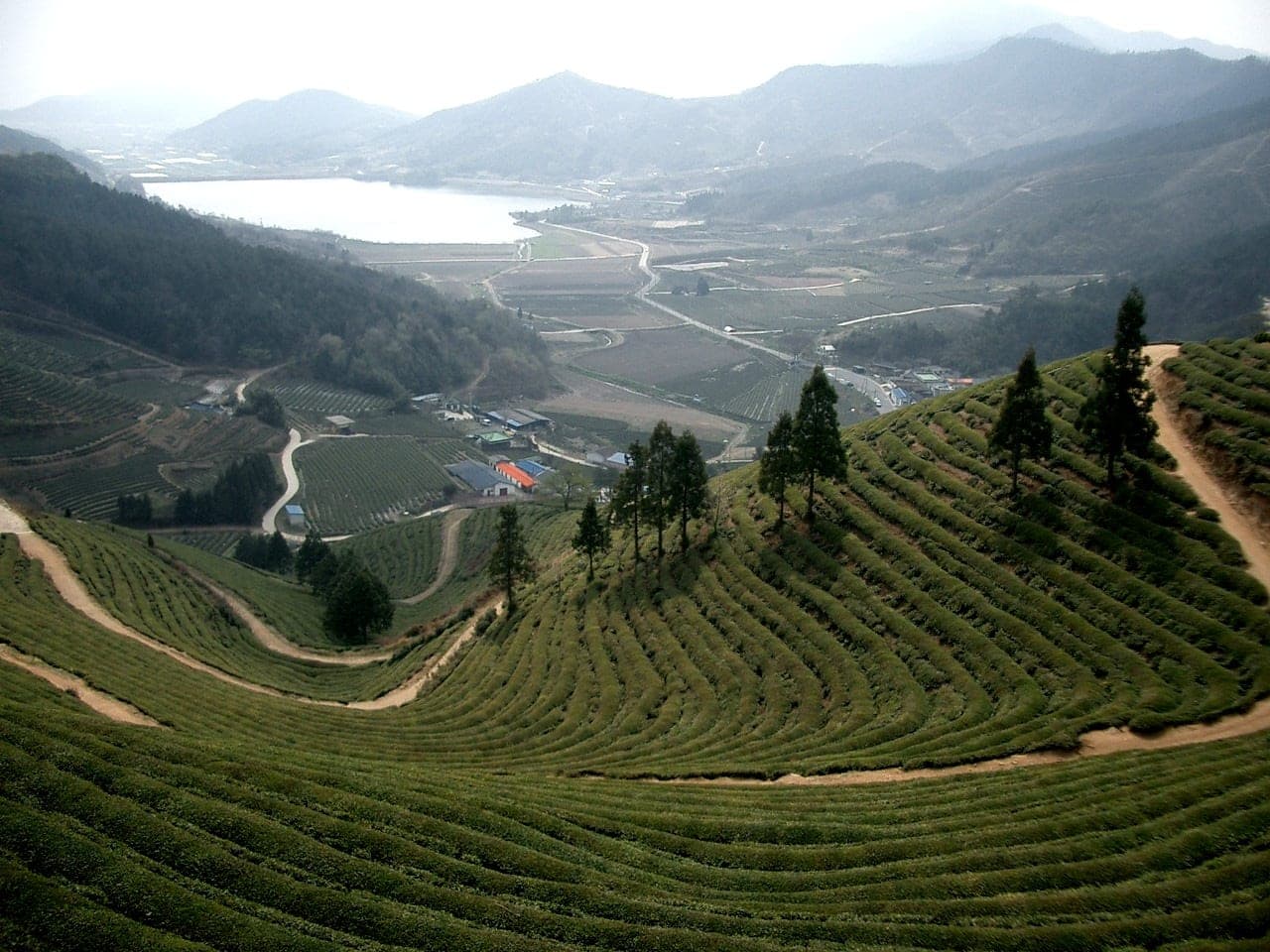 Boseong green tea field, neat rows of tea bushes climbing a hillside under late-autumn light.