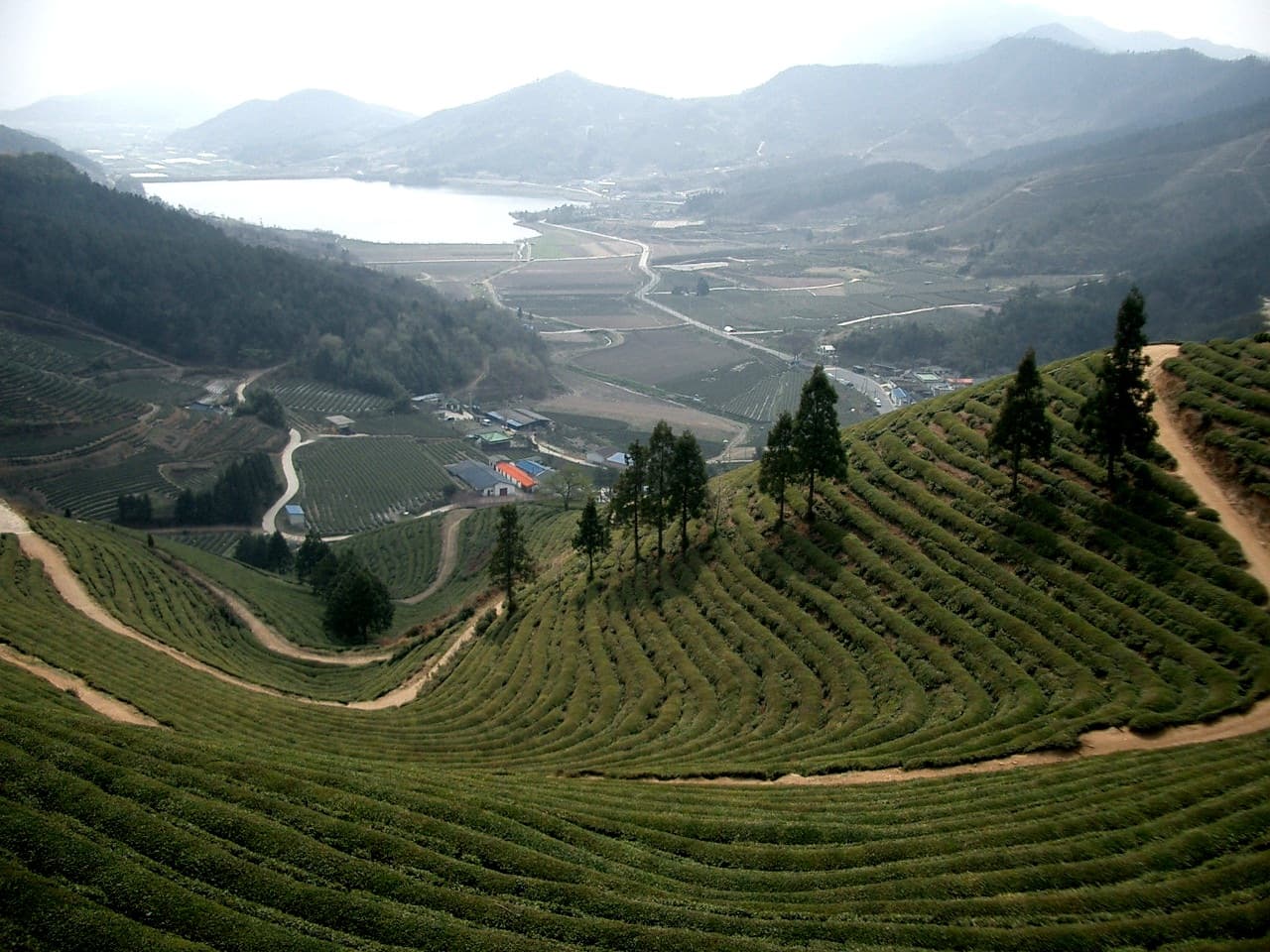 Boseong green tea field, neat rows of tea bushes climbing a hillside under late-autumn light.