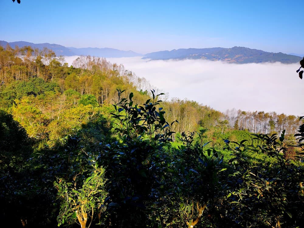 Old tea forest in Manggeng, Yunnan, ancient trees growing under dense canopy
