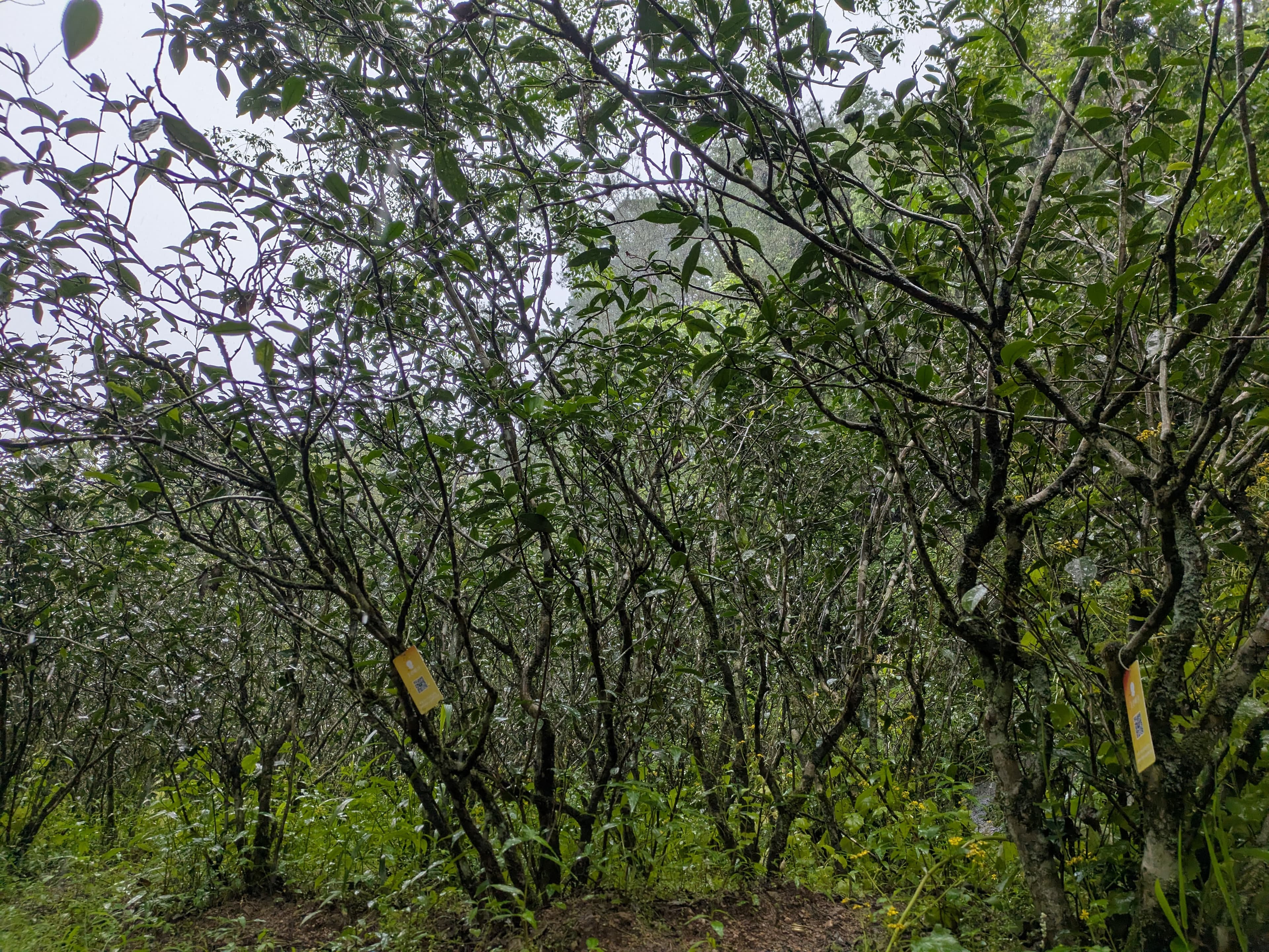 Old tea trees on a mountain trail
