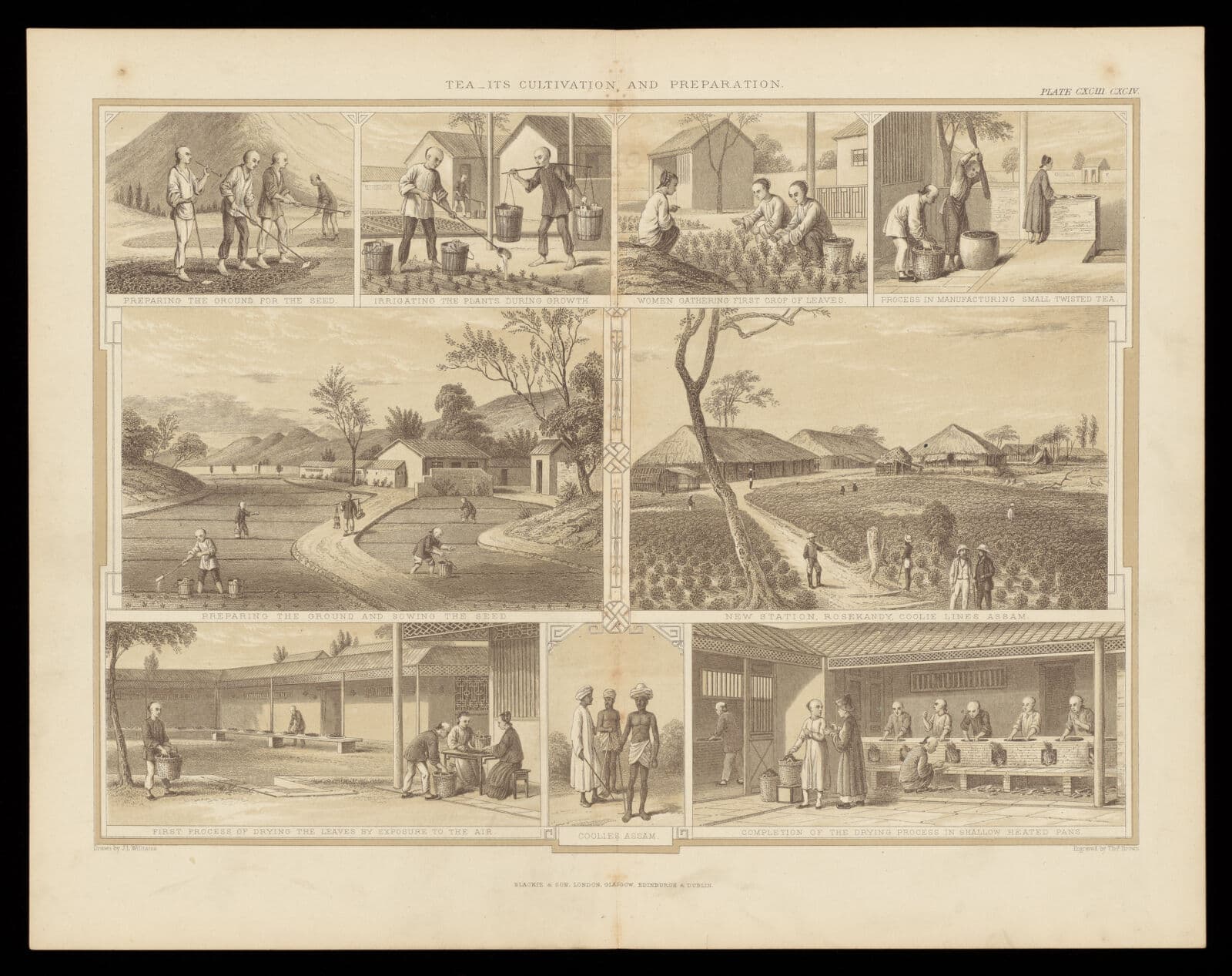 A dense Victorian engraving showing nine scenes of tea cultivation and processing on an Indian plantation.