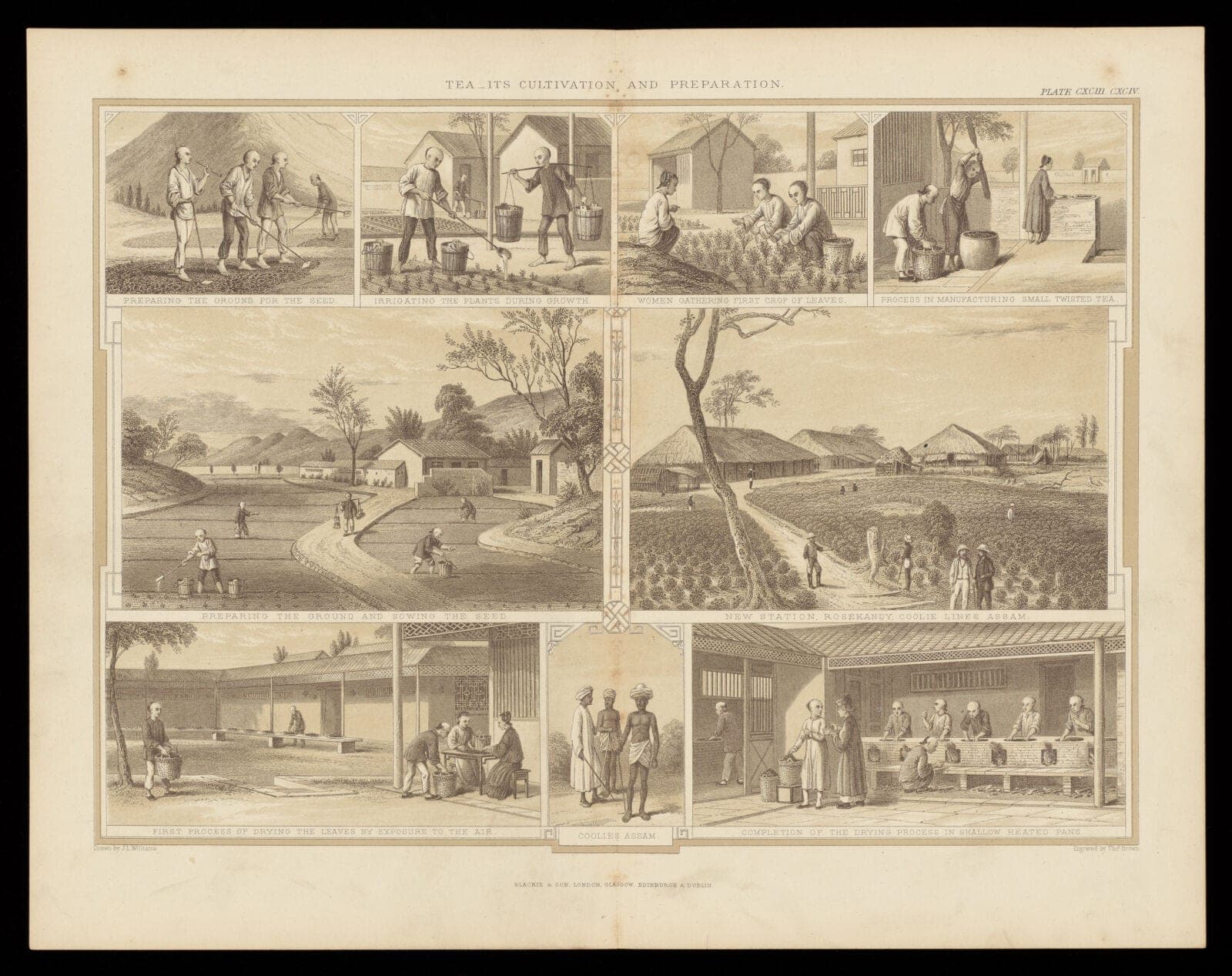 A dense Victorian engraving showing nine scenes of tea cultivation and processing on an Indian plantation.